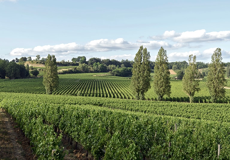 Villa Florhof Wine 2